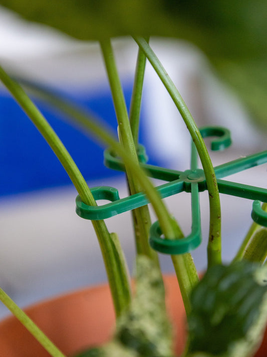 VineFrame™ – Soporte de Planta Elegante