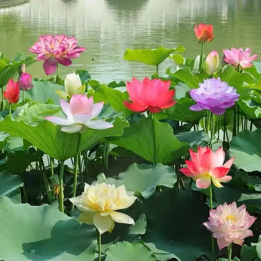 LushLotus™ Cultiva la Belleza Natural